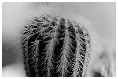 cactus by missie thurston